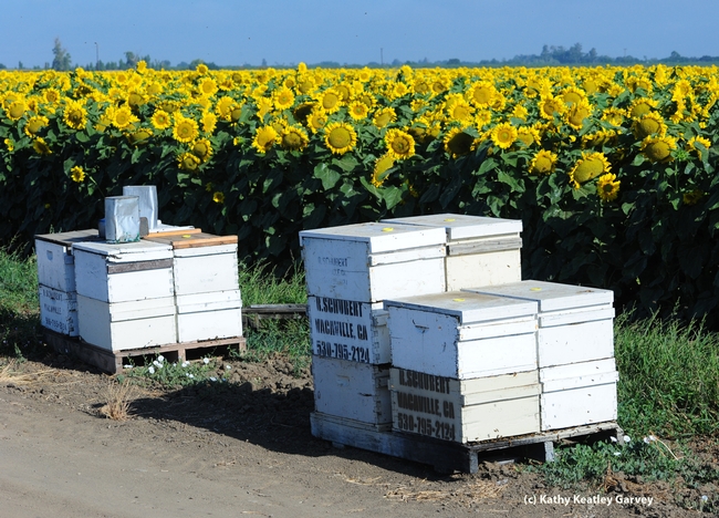 Row of hives along sunflower field on Pedrick Road, Dixon, Calif. (Photo by Kathy Keatley Garvey)