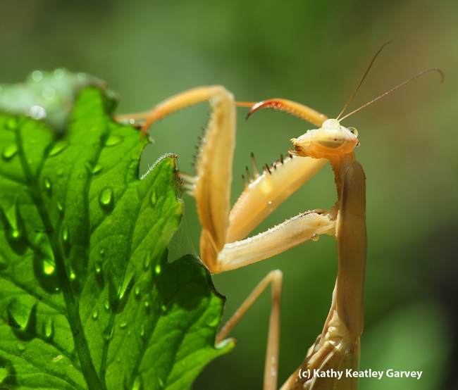 Praying mantis on a watered tomato plant. (Photo by Kathy Keatley Garvey)