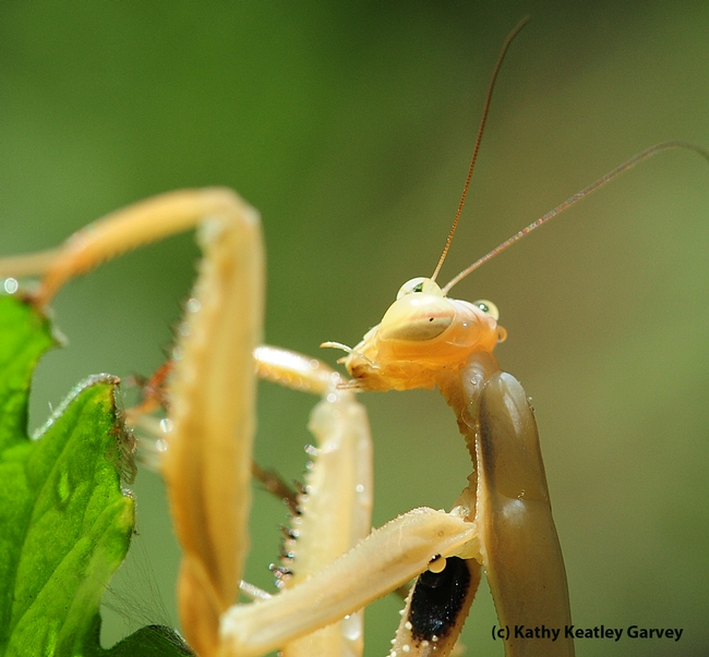 Praying mantis licks water from its forelegs, specialized to seize prey. (Photo by Kathy Keatley Garvey)