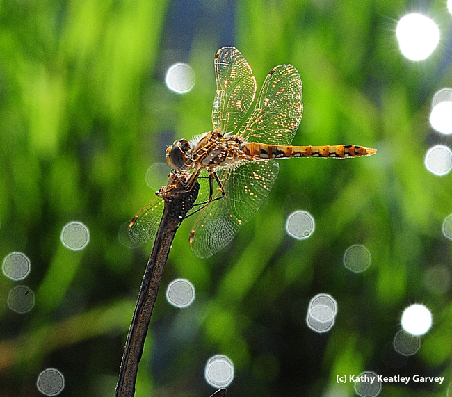 Variegated meadowhawk, Sympetrum corruptum, glows in the early morning. (Photo by Kathy Keatley Garvey)