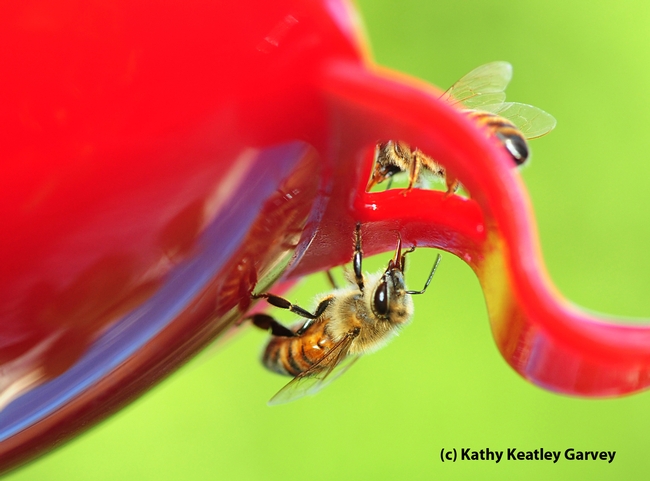 Honey bees licking the surface of a hummingbird feeder. (Photo by Kathy Keatley Garvey)