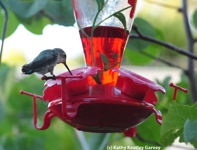 Hummers can reach this syrup but the bees cannot. (Photo by Kathy Keatley Garvey)