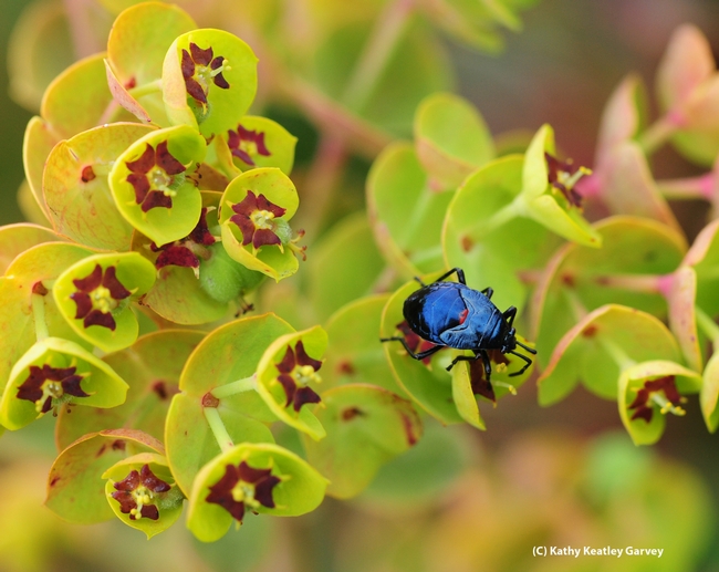 Bordered plant bug, family Largidae, crawling on a Euphorbia. (Photo by Kathy Keatley Garvey)