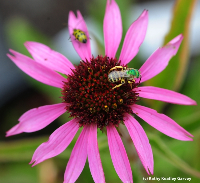 Spotted cucumber beetle (a pest) and male sweat bee,  Agapostemon texanus, sharing a purple coneflower. (Photo by Kathy Keatley Garvey)
