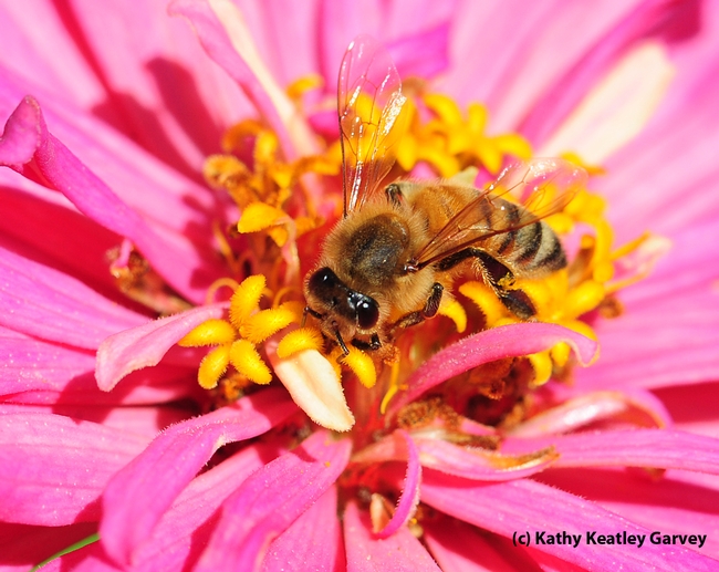 Honey bee nectaring in the Haagen-Dazs Honey Bee Haven at UC Davis. (Photo by Kathy Keatley Garvey)