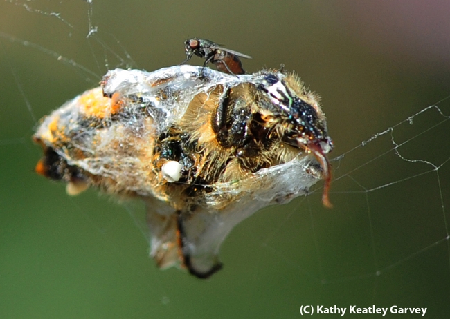 Freeloader fly perched on top of a spider's prey. (Photo by Kathy Keatley Garvey)