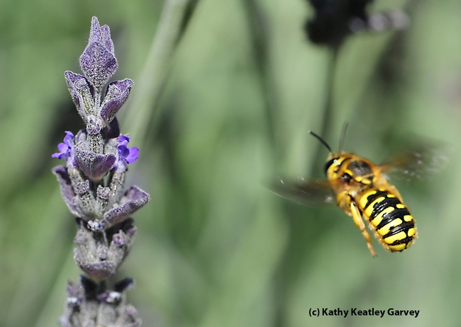 European wool carder bee,  Anthidium manicatum, in flight, heading for lavender. (Photo by Kathy Keatley Garvey)
