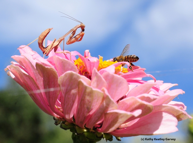 Honey bee crawls toward the center of the zinnia, unaware of the predator. (Photo by Kathy Keatley Garvey)