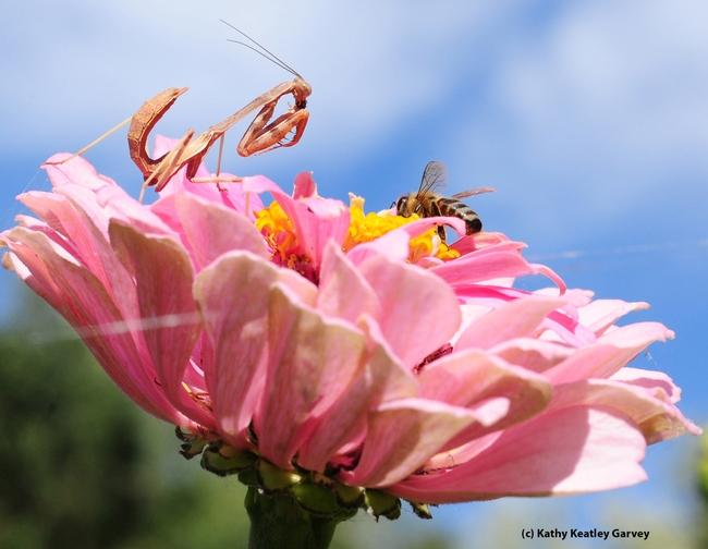 The honey bee sinks down into the zinnia and is about to forage, as the mantid lies perfectly still. (Photo by Kathy Keatley Garvey)