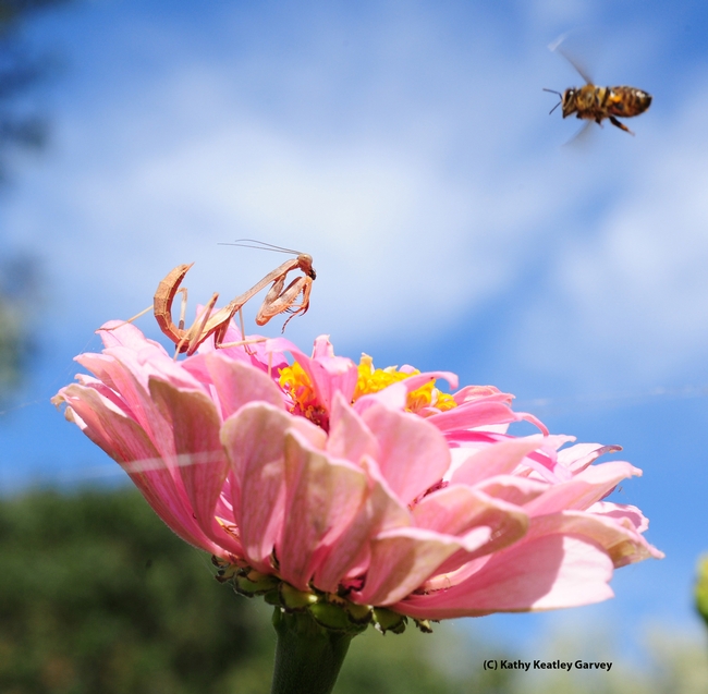 A near miss! The honey bee escapes and buzzes off. (Photo by Kathy Keatley Garvey)