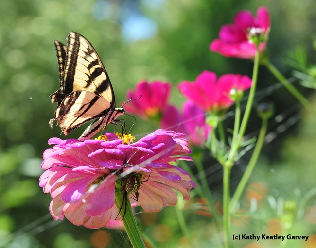 Western tiger swallowtail, Papilio rutulus, nectars on a zinnia, unaware of the danger lurking below. (Photo by Kathy Keatley Garvey)