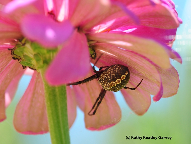Close-up of garden spider tucked beneath the petals. (Photo by Kathy Keatley Garvey)