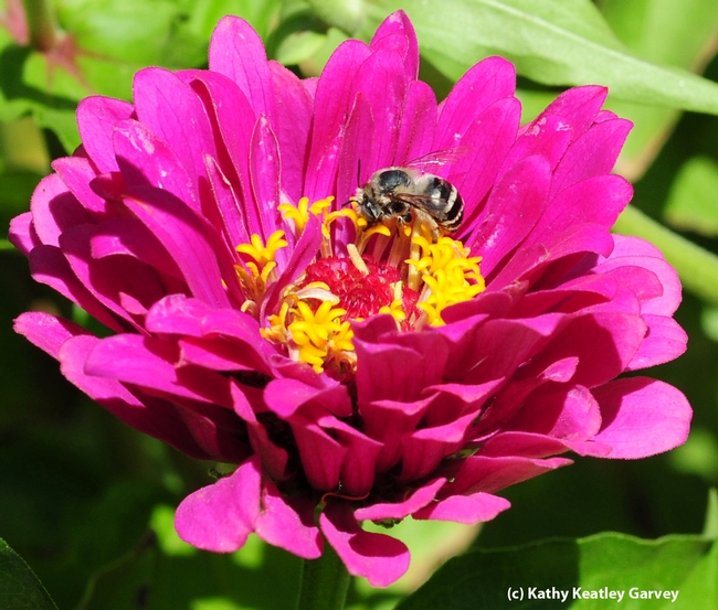 Female digger bee,  Anthophora urbana, on zinnia. (Photo by Kathy Keatley Garvey),