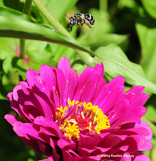 Caught in flight, a female digger bee, Anthophora urbana, heads for a zinnia. (Photo by Kathy Keatley Garvey)