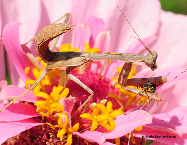 Praying mantis continues to eat the sweat bee. (Photo by Kathy Keatley Garvey)