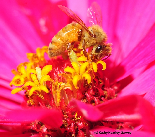 Italian honey bee forages on a zinnia. (Photo by Kathy Keatley Garvey)