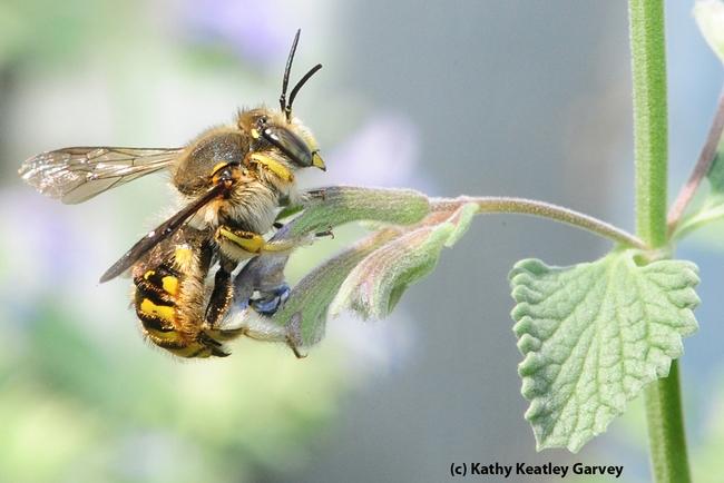 Male European wool carder bee heads for a catmint (Nepeta) leaf. (Photo by Kathy Keatley Garvey)