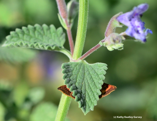 What's behind the catmint leaf (Nepeta)? (Photo by Kathy Keatley Garvey)