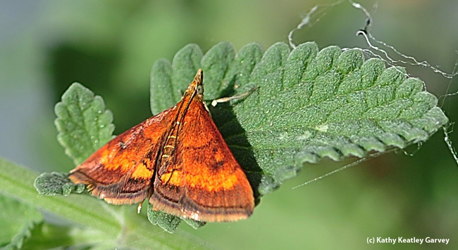 Close-up of California Pyrausta Moth (Pyrausta californicalis) on catmint. (Photo by Kathy Keatley Garvey)