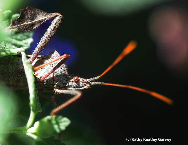 Beady eyes, colorful antennae and appendages on its feet that look like leaves. (Photo by Kathy Keatley Garvey)