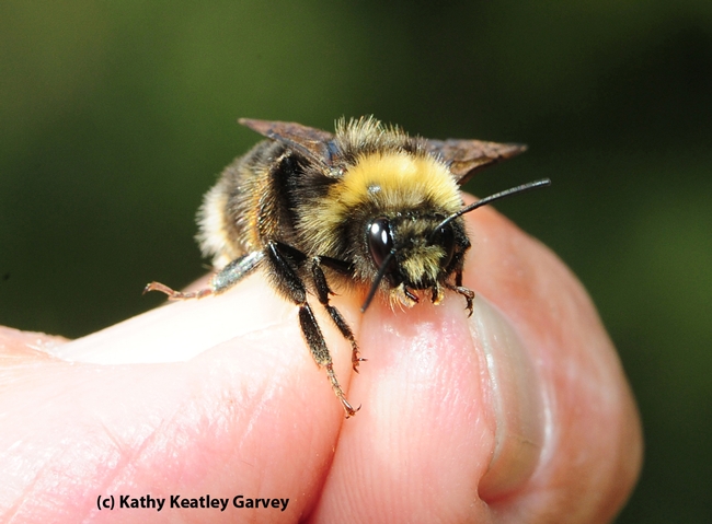 Another view of the male Western bumble bee found on Mt. Shasta. (Photo by Kathy Keatley Garvey)