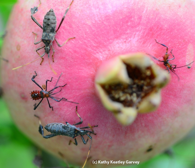 Leaffooted bugs, adults and nymphs, share a pomegranate. (Photo by Kathy Keatley Garvey)