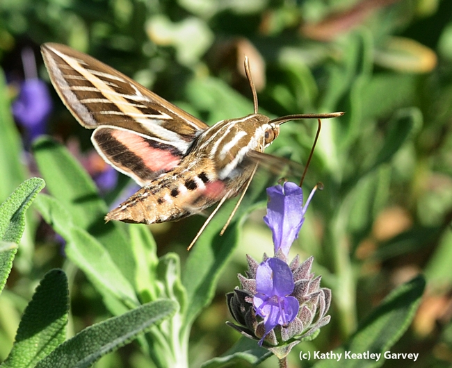 White-lined sphinx moth heads for salvia (sage). (Photo by Kathy Keatley Garvey)