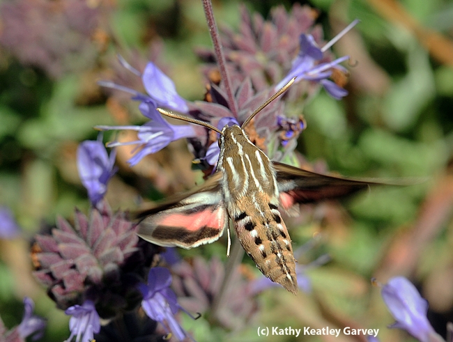 View from above of the white-lined sphinx moth. (Photo by Kathy Keatley Garvey)