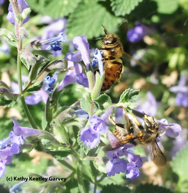 The force knocks over the male European carder bee. (Photo by Kathy Keatley Garvey)