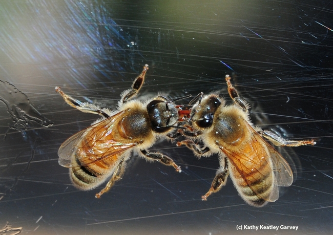 Worker bees--sisters--sharing nectar at the Harry H. Laidlaw Jr. Honey Bee Research Facility at the University of California, Davis. (Photo by Kathy Keatley Garvey)
