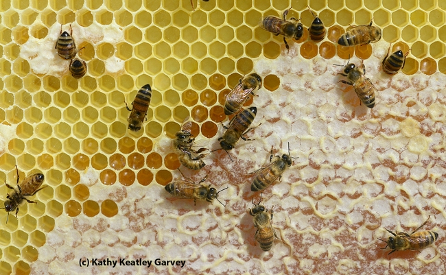 A frame of honey at the Harry H. Laidlaw Jr. Honey Bee Research Facility, UC Davis. (Photo by Kathy Keatley Garvey)