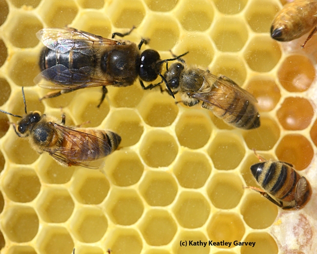A drone (male bee), distinguished by its large, wrap-around eyes and stouter body, mingles with his sisters. (Photo by Kathy Keatley Garvey)
