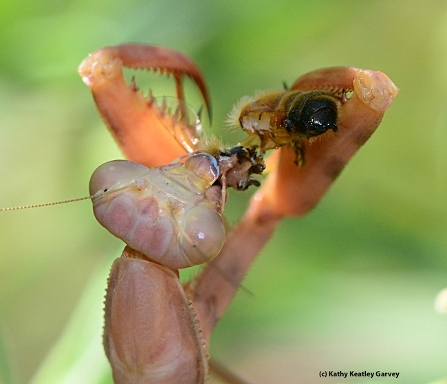 Praying mantis lops off the head of a honey bee. (Photo by Kathy Keatley Garvey)