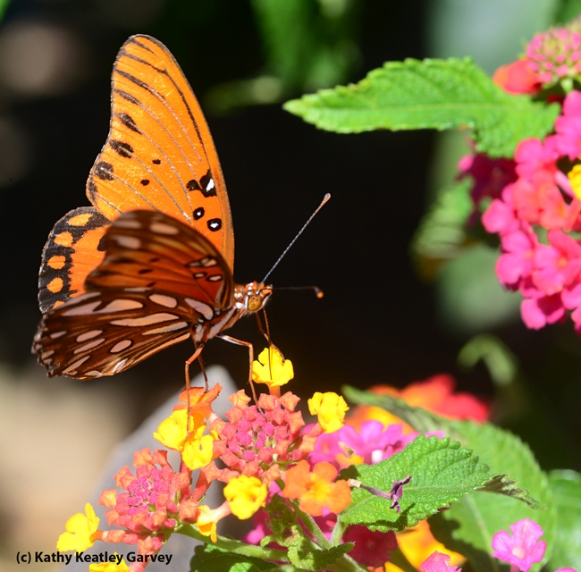 The Gulf Fritillary is one of the showiest butterflies in California, according to butterfly expert Art Shapiro of UC Davis. (Photo by Kathy Keatley Garvey)