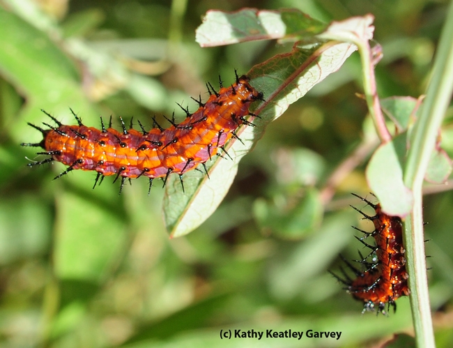 Two Gulf Fritillary caterpillars chowing down on the leaves of a passion flower vine. (Photo by Kathy Keatley Garvey)