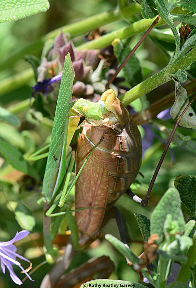 Mating pair of praying mantids. The green one (left) is the male. (Photo by Kathy Keatley Garvey)