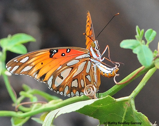 A Gulf Fritillary butterfly in the process of laying an egg on a passion flower vine. (Photo by Kathy Keatley Garvey)