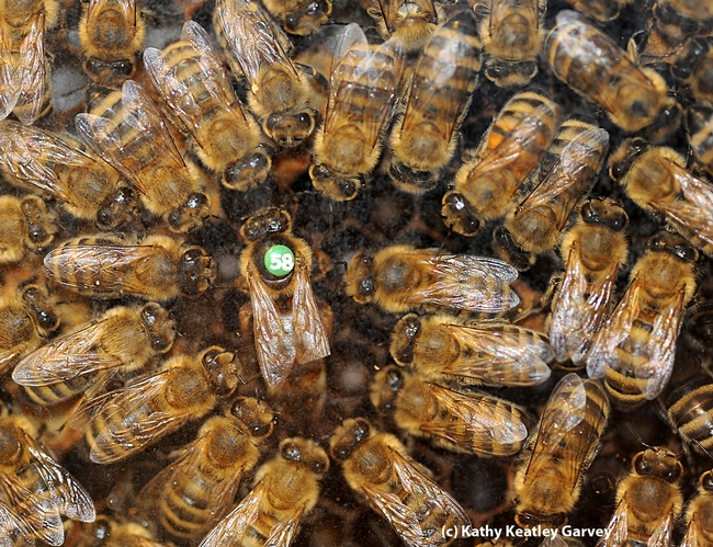 Honey bees are considered a superorganism. Here worker bees form a retinue around the queen. (Photo by Kathy Keatley Garvey)