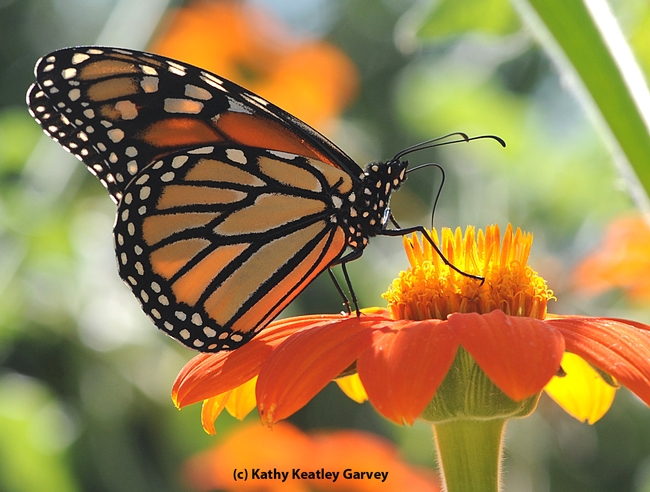 Monarch butterfly nectaring a Mexican sunflower (Tithonia). (Photo by Kathy Keatley Garvey)