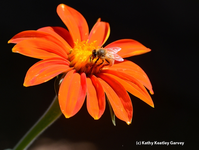 Honey bee on a Mexican sunflower (Tithonia). (Photo by Kathy Keatley Garvey)