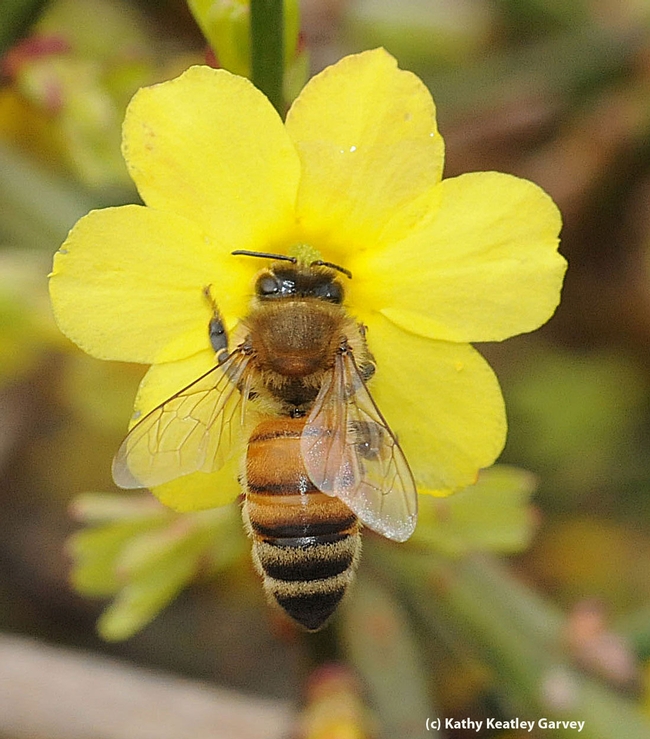 Honey bee on winter jasmine, Jasminum nudiflorum. (Photo by Kathy Keatley Garvey)