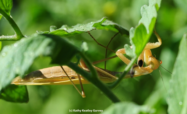 Drenched praying mantis raises a foreleg. (Photo by Kathy Keatley Garvey)