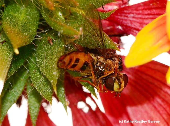 End result--the jumping spider feasting on the syrphid fly. (Photo by Kathy Keatley Garvey)