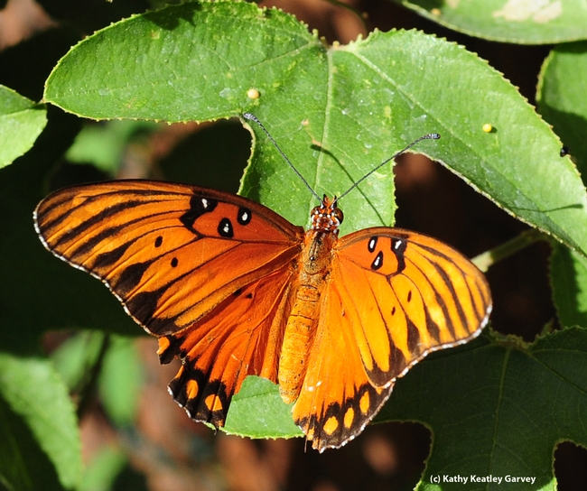 Gulf Fritillary butterfly showing signs of a predatory miss. (Photo by Kathy Keatley Garvey)