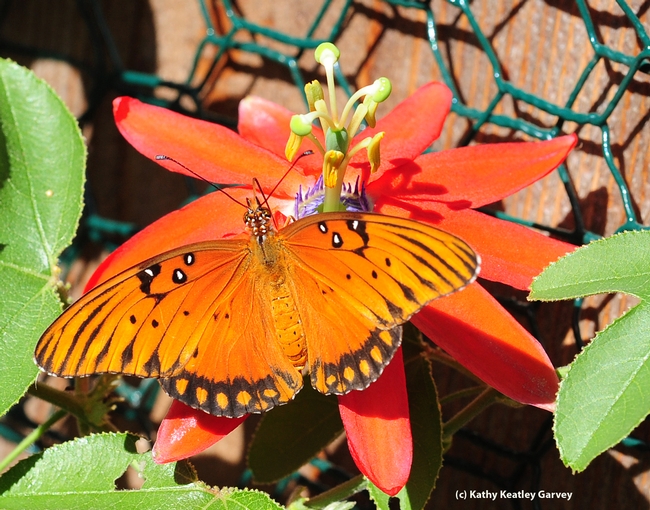 Gulf Fritillary on the blossom of a passion flower vine. (Photo by Kathy Keatley Garvey)