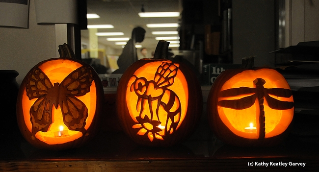 Carved Halloween pumpkins with an insect-theme will decorate the Bohart Museum. (Photo by Kathy Keatley Garvey)