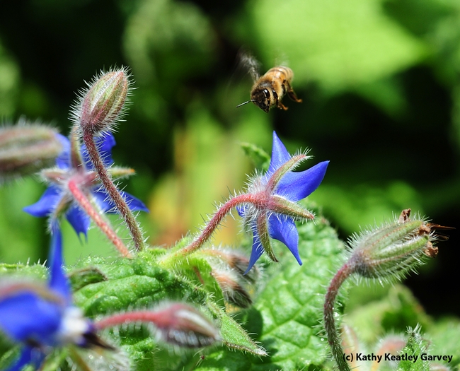 Honey bee heading for borage. (Photo by Kathy Keatley Garvey)