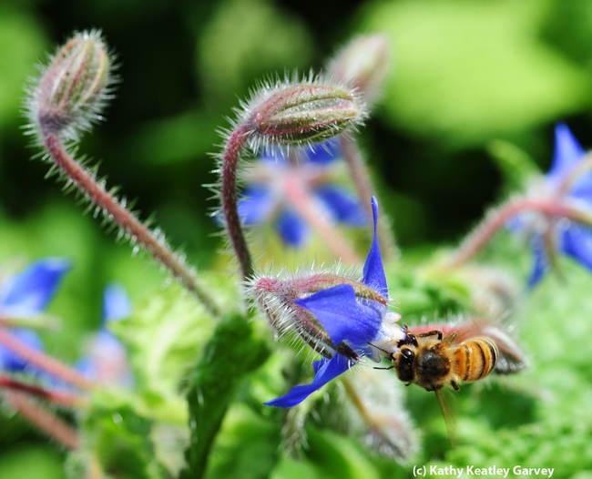 Honey bee foraging among the borage. (Photo by Kathy Keatley Garvey)