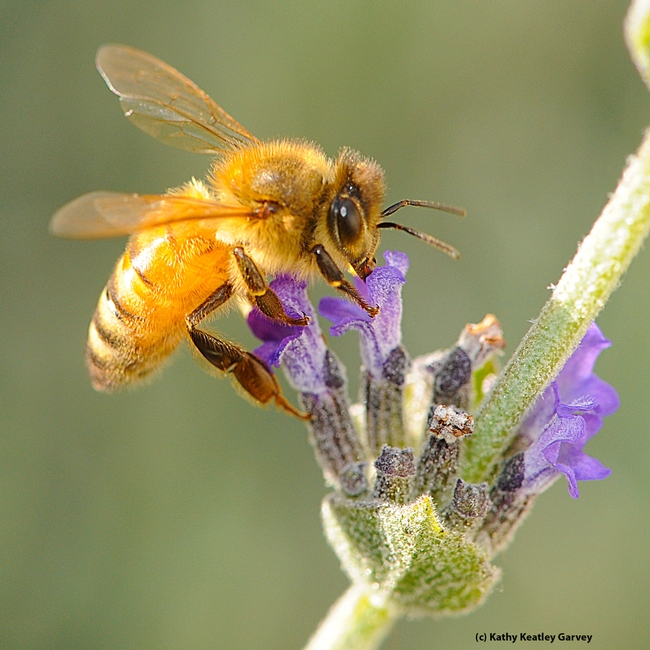 A golden honey bee nectaring lavender. Seventeen states list the honey bee as their state insect. (Photo by Kathy Keatley Garvey)