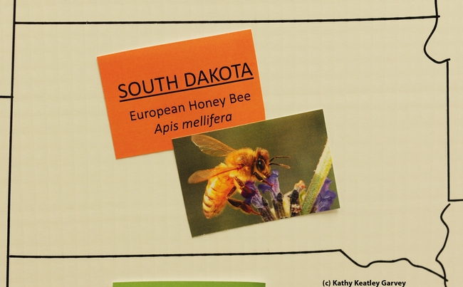 Honey bee decorates the map of South Dakota, signifying it's the state insect. (Photo by Kathy Keatley Garvey)